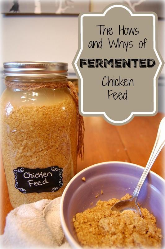 The Hows & Whys Of Fermented Chicken Feed