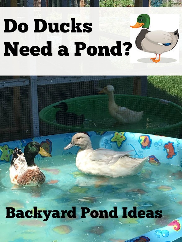 do-ducks-need-a-pond-duck-pond-ideas-the-cape-coop