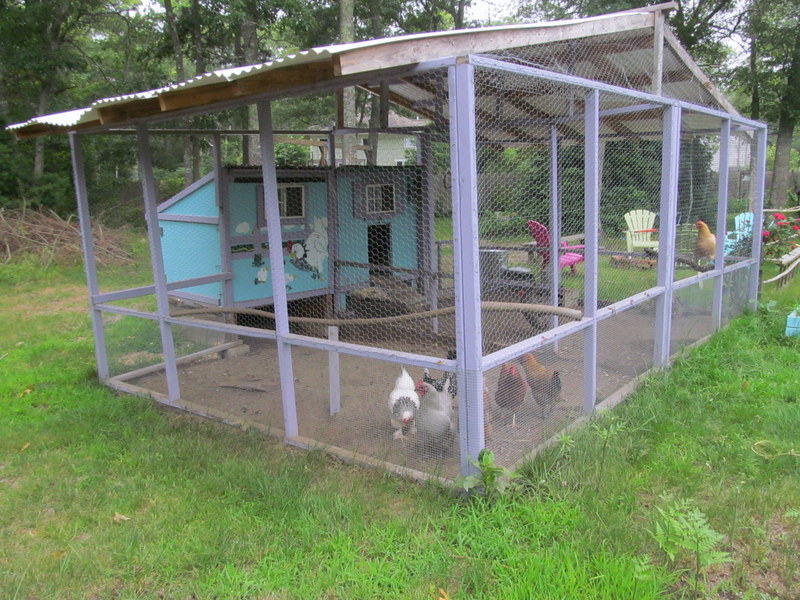 How Much Space Is Needed For 2 Chickens At Shirley Carter Blog