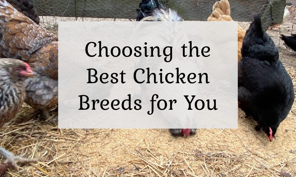 Selecting The Right Chicken Breeds For You