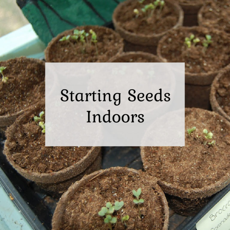 Starting Seeds Indoors