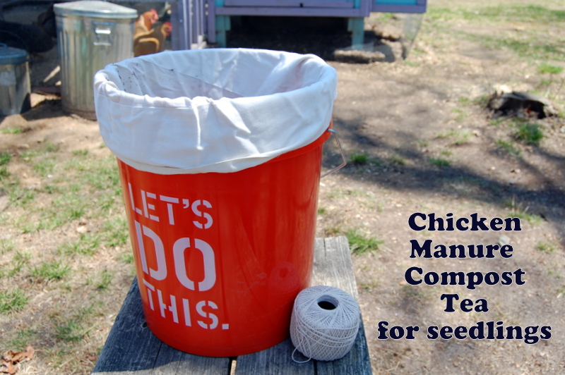 Chicken Manure Tea for seedlings