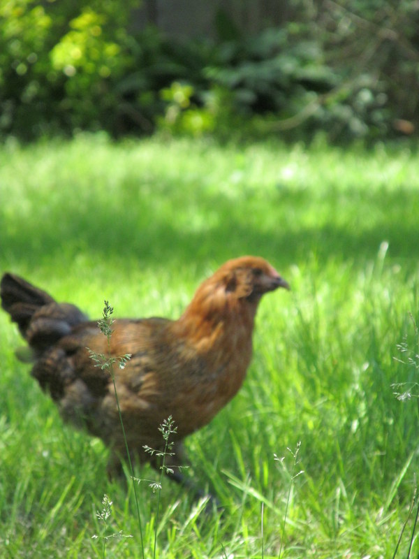 Combien coûtent les poulets à garder?