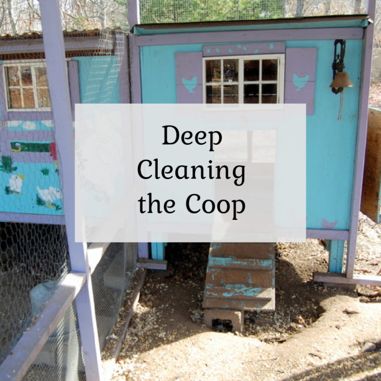 Deep Cleaning the Chicken Coop