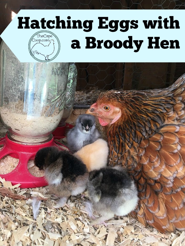 Eggs with a Broody Hen