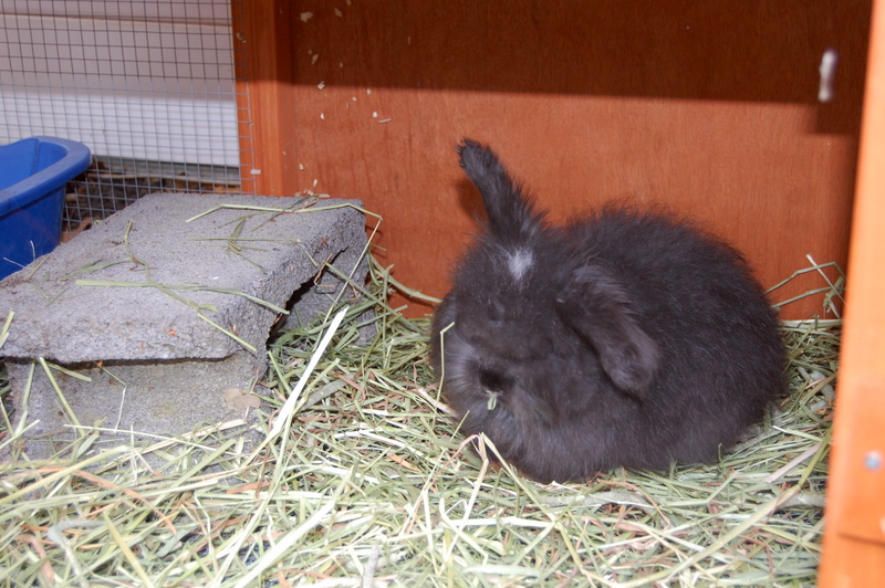 Raising Angora Rabbits for Wool