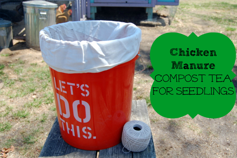 Chicken Manure Compost Tea for Seedlings