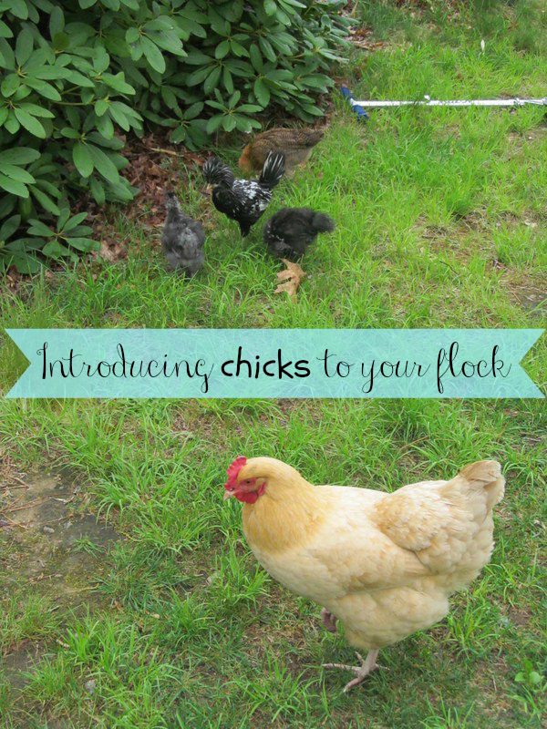 Introducing Chicks To Your Flock