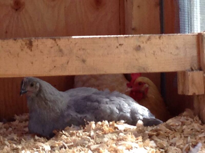 5 Lessons We Can Learn from Chicken Moms - The Cape Coop