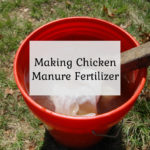 Making Chicken Manure Fertilizer