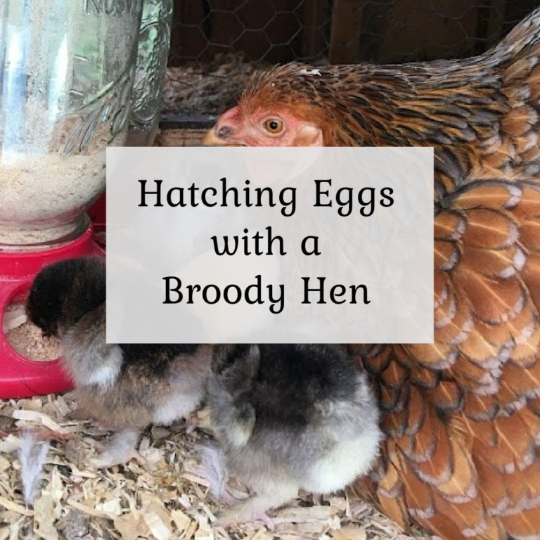 Hatching Eggs with a Broody Hen
