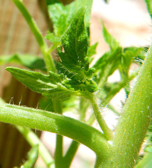 8 tips for a huge tomato harvest! The Cape Coop