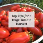 Top Tips for a Huge Tomato Harvest