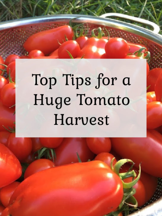Top Tips for Huge Tomato Harvest!