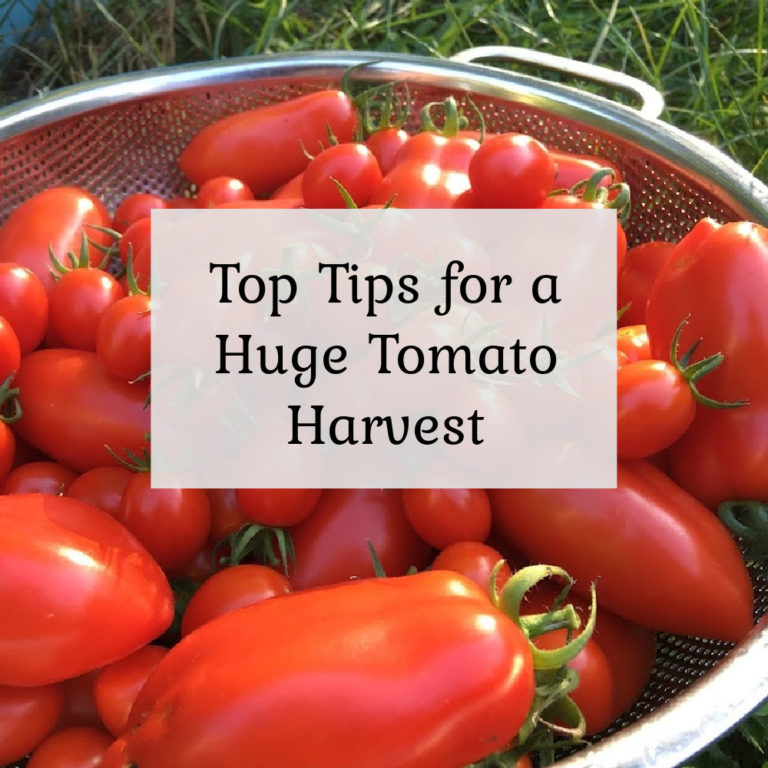 Top Tips for a Huge Tomato Harvest