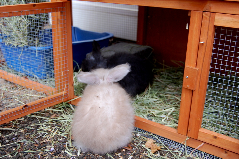 embellishing a store bought rabbit hutch