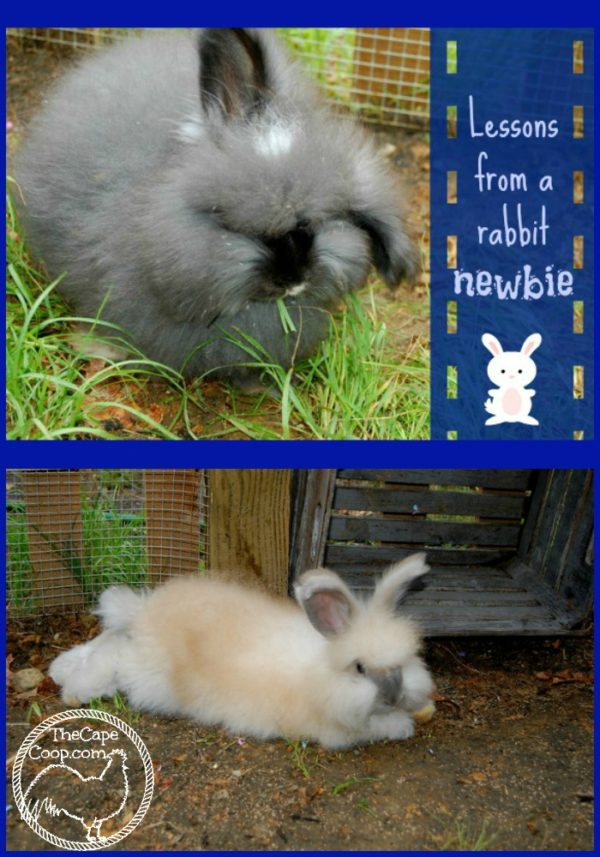 How to play with your Rabbit The Cape Coop