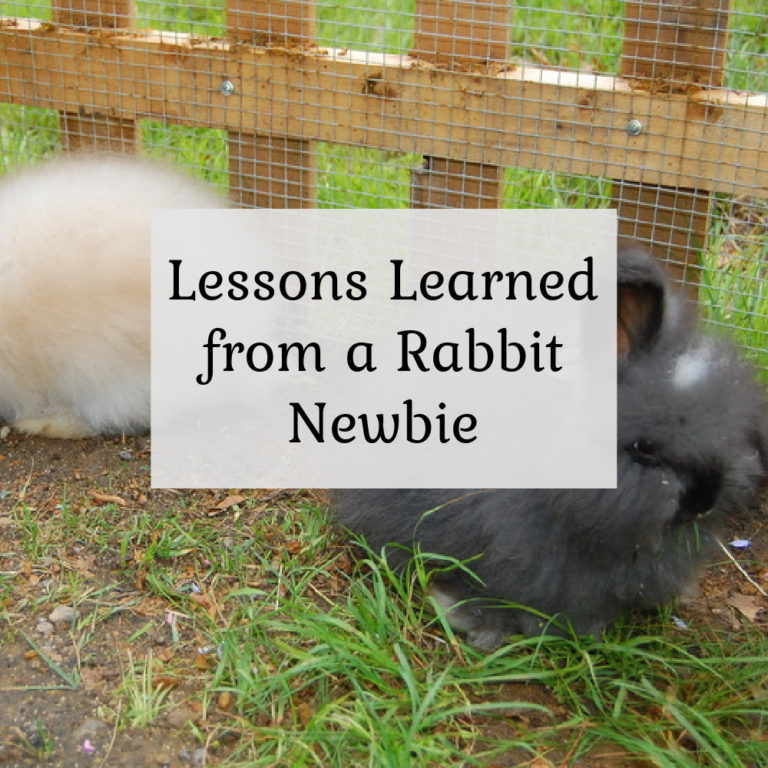 Lessons learned from a rabbit newbie