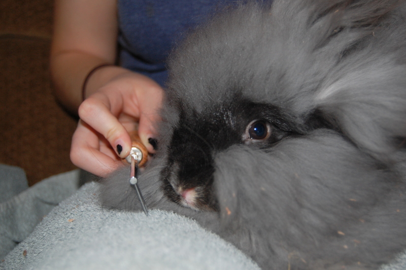 Angora Rabbits are the world's fluffiest bunnies whose down is spun into  the silky soft Angora wool. : r/Rabbits