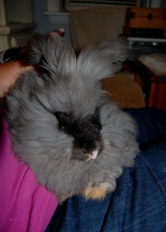 Matted 2024 angora rabbit