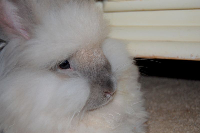 Angora Stop