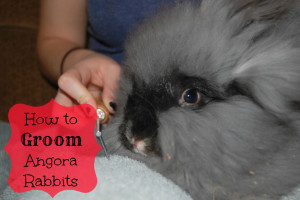 Grooming your Angora rabbit is one of the most important things you can do to keep her healthy. Find out how to turn it into an enjoyable experience for you both!