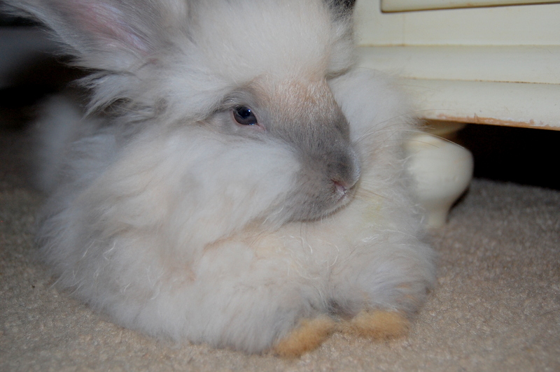 Raising Angora Rabbits for Wool