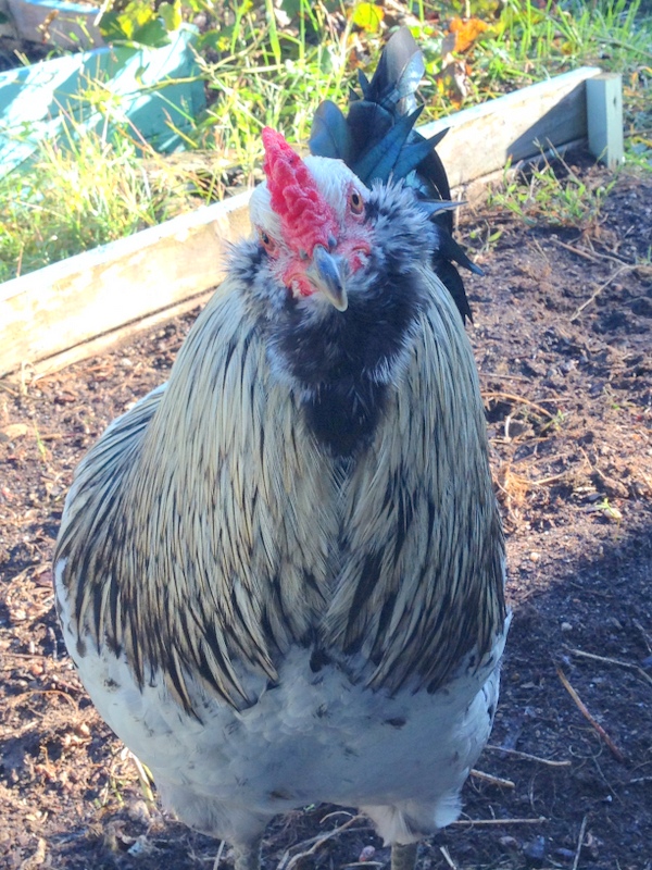 Helping your Flock Through Molting