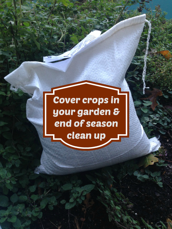 Using cover crops isn't just for big scale farmers, you can use them too!