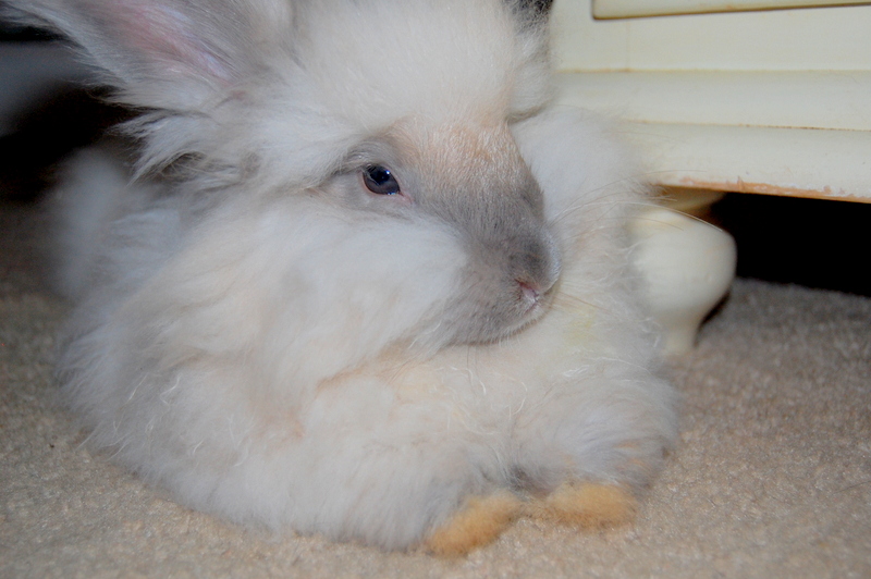 Moving indoor outlet rabbits outside