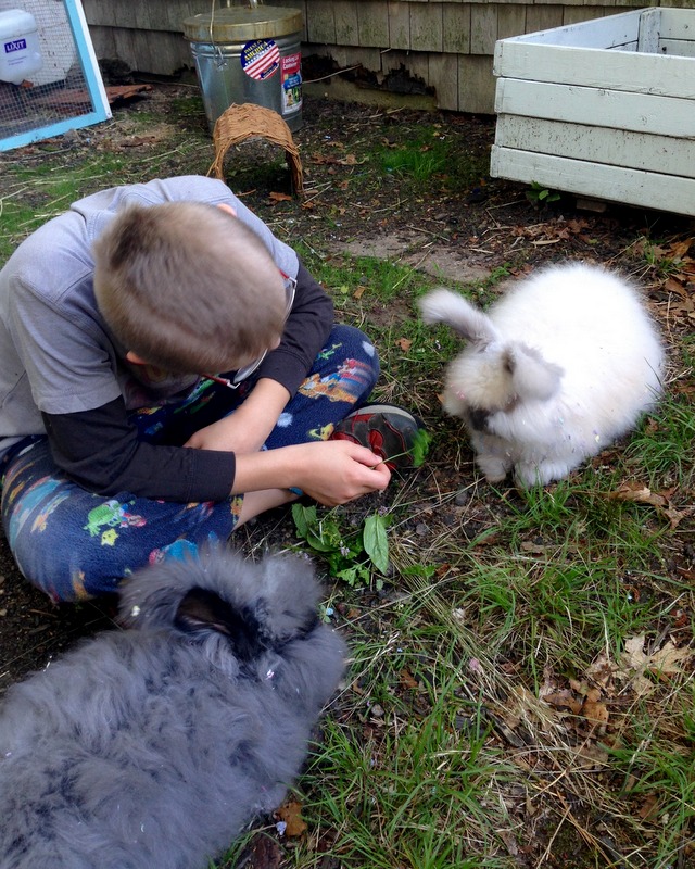 Outdoor shop pet rabbit