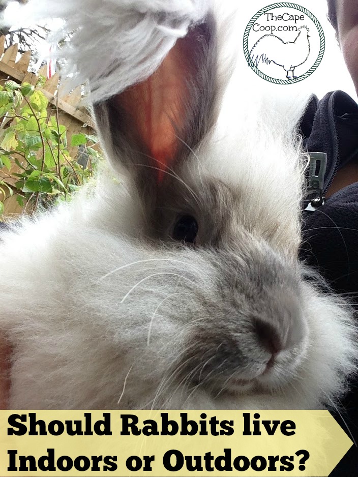 looking after rabbits outdoors