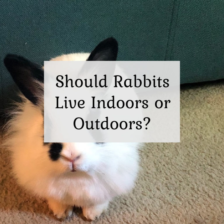 Should rabbits live indoors or outdoors?