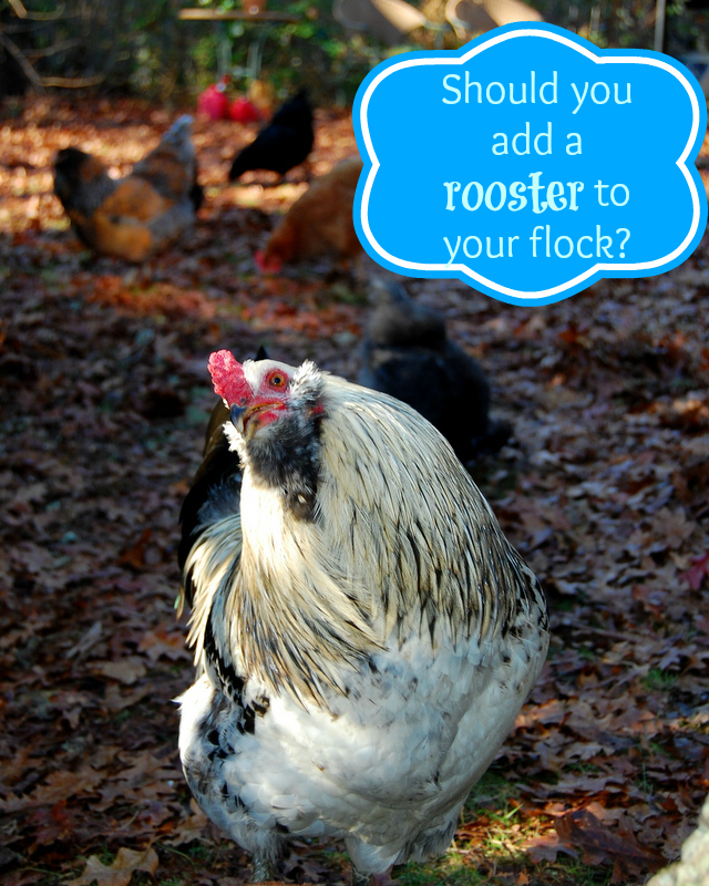 Should you or shouldn't you? Roosters are great protectors and beautiful but should you add one to your flock?