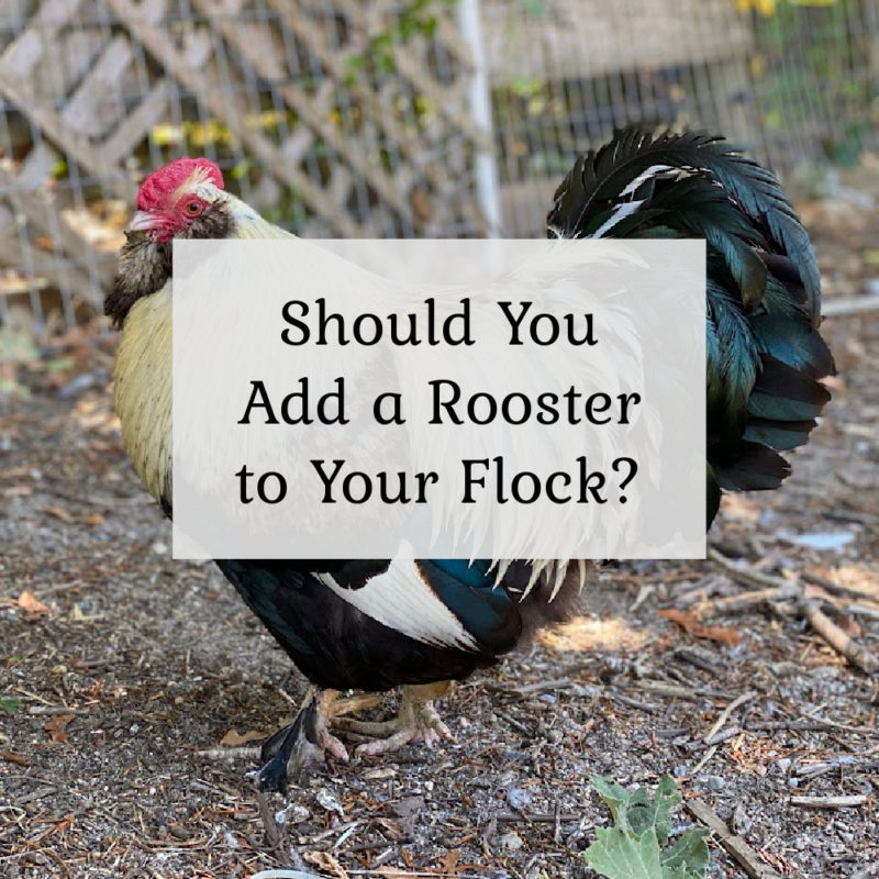 Should You Add a Rooster to Your Flock?