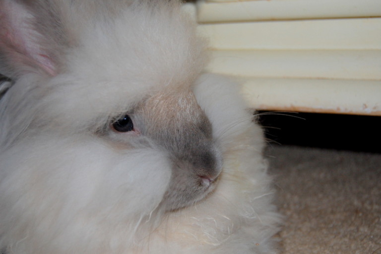 GI Stasis What Every Rabbit Owner Needs to Know
