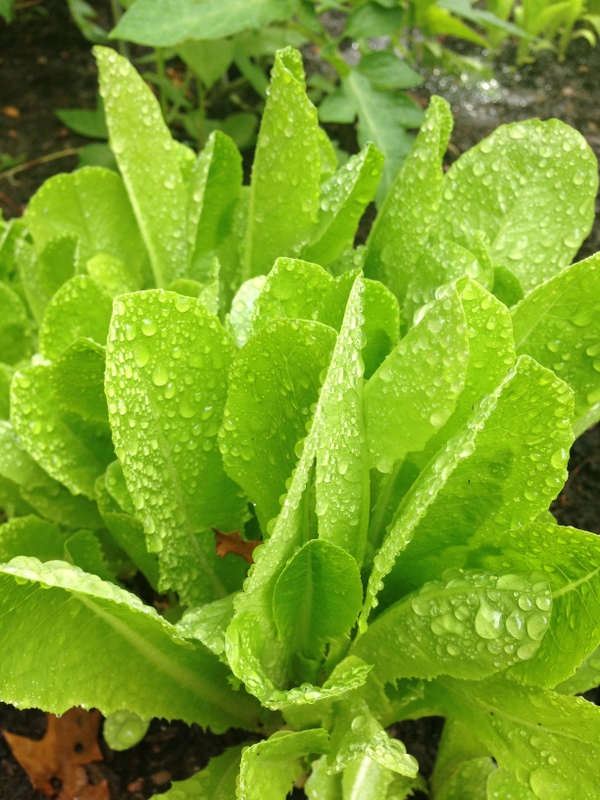 square foot gardening