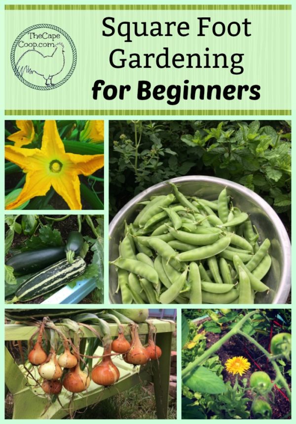 Beginners Guide to Square Foot Gardening - The Cape Coop