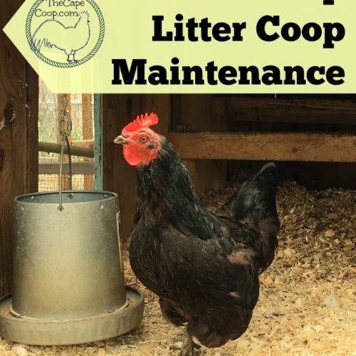 Deep Cleaning the Chicken Coop