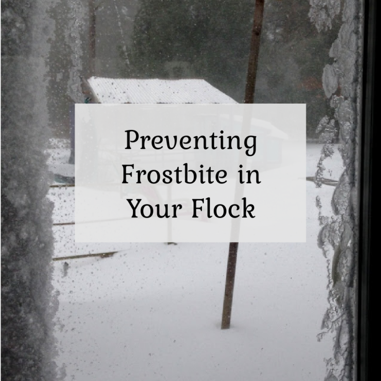 Preventing Frostbite in your Flock