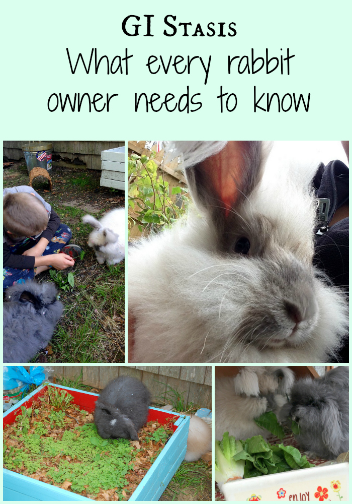 GI Stasis What Every Rabbit Owner Needs to Know