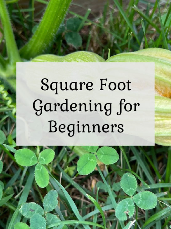 Beginners Guide to Square Foot Gardening