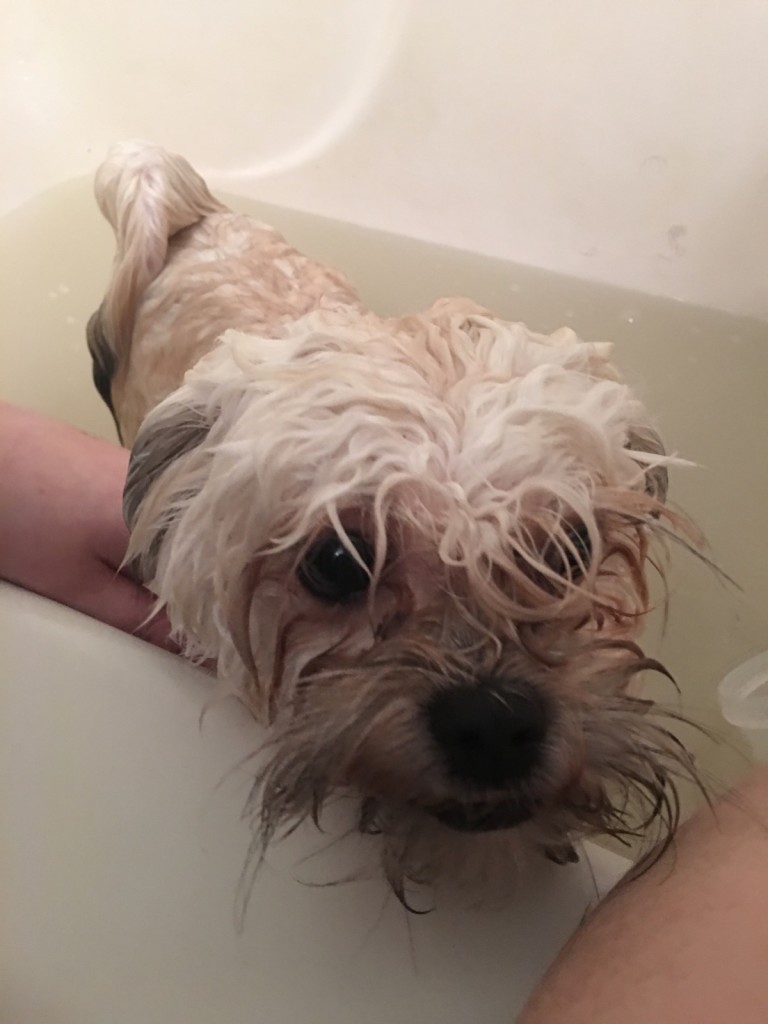 DIY Natural Dog Shampoo