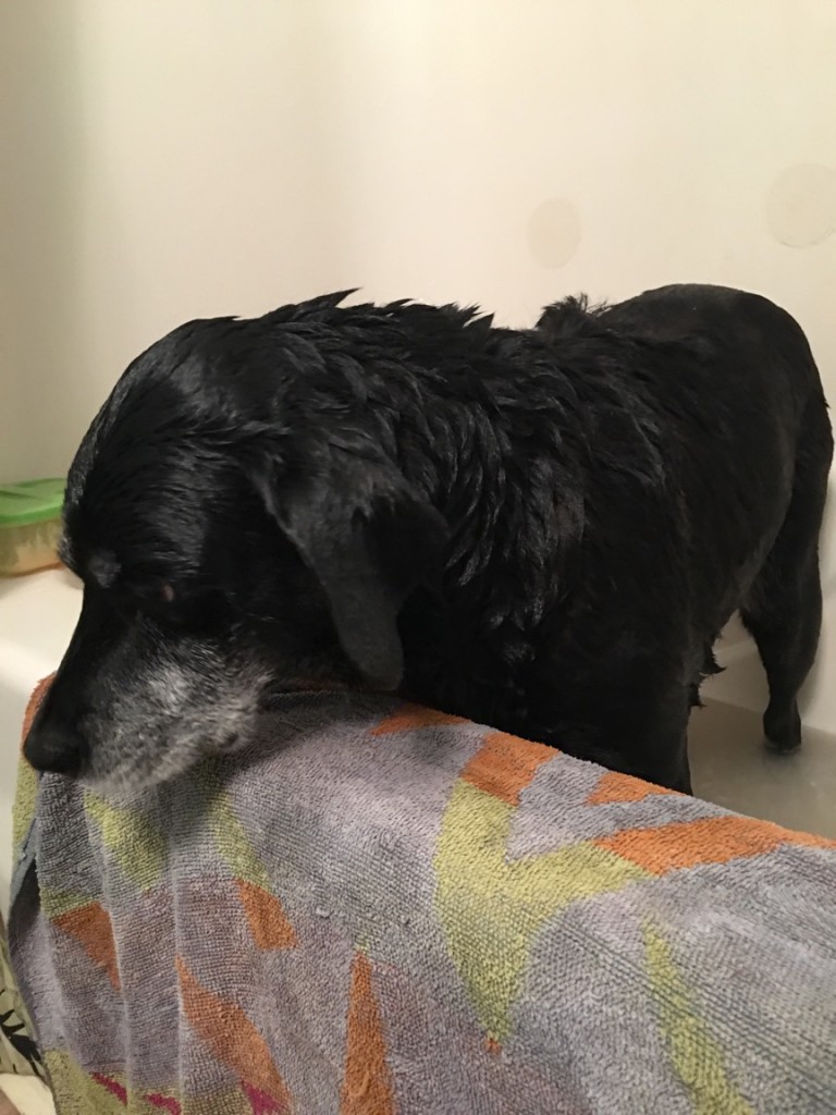 DIY Natural Dog Shampoo