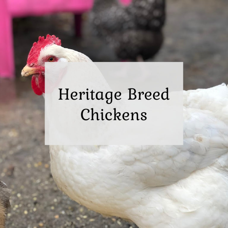 Heritage Breed Chickens