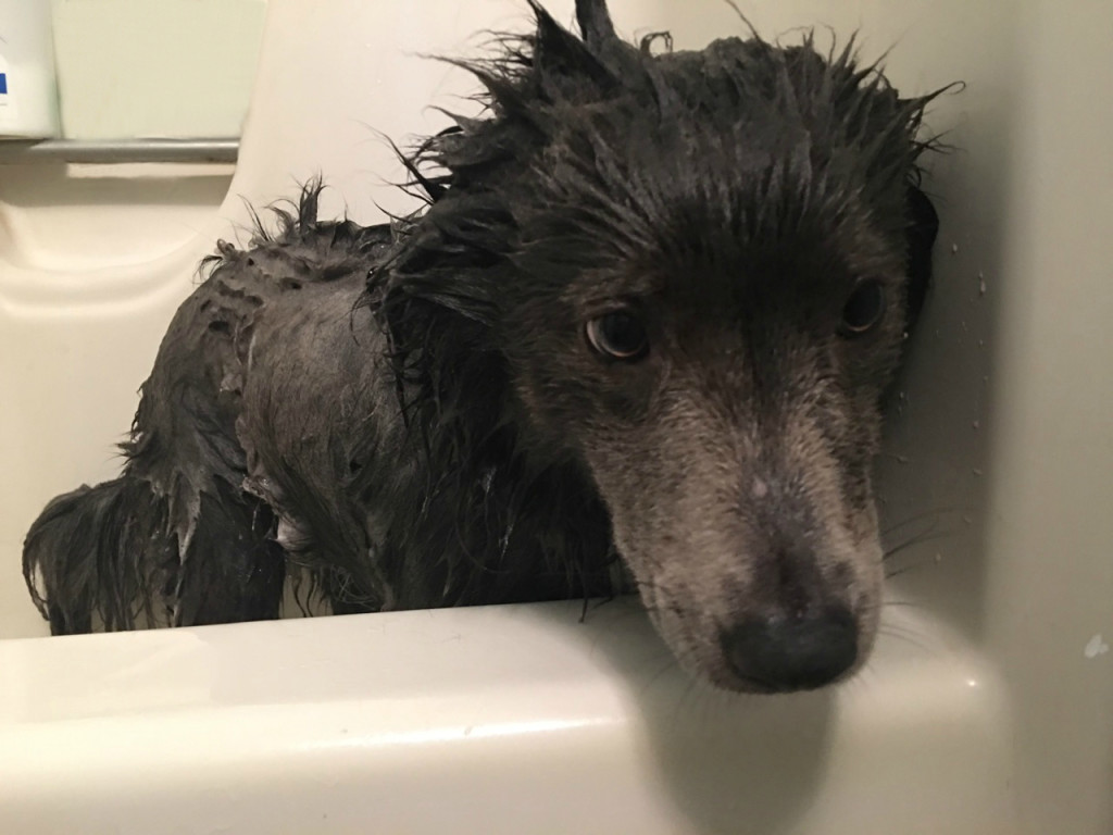 DIY Natural Dog Shampoo