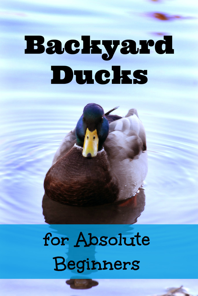 Image showcasing Backyard Ducks for Absolute Beginners - The Cape Coop