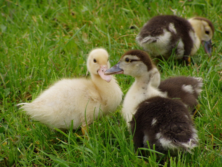 Backyard Ducks for Absolute Beginners - The Cape Coop