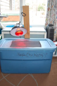 DIY Brooder Box - The Cape Coop