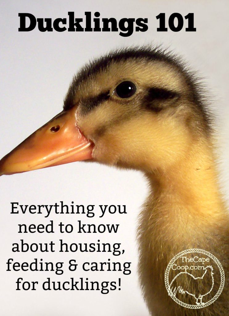 Ducklings 101 The Cape Coop Ducklings 101 The Cape Coop